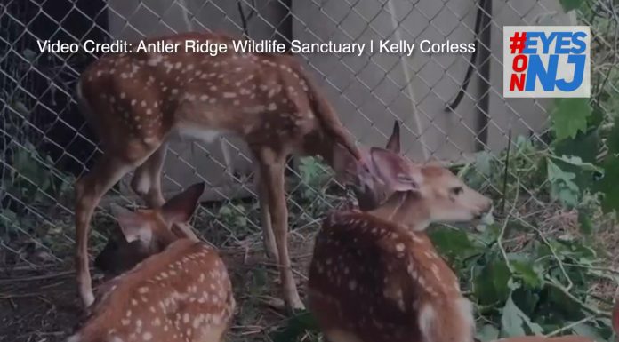 Antler Ridge Wildlife Fundraiser